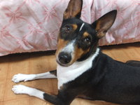 フィラリア予防！！ 2014/07/11 05:33:53