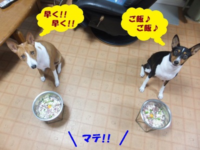 素っ気ないけど甘えん坊（笑）