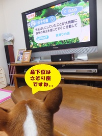 さそり座の女とワンコの耳。。 2014/03/28 05:52:42