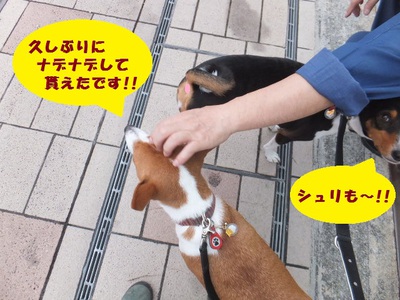 忍び寄るニャンコ。。