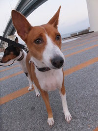 猫犬。。 2014/07/24 05:31:36