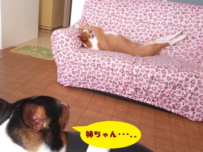 猫犬でウナギイヌ（笑）