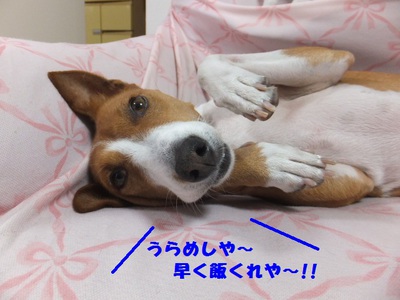 犬の習性。。