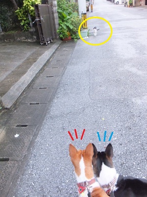 暑さに負けず食欲旺盛！！