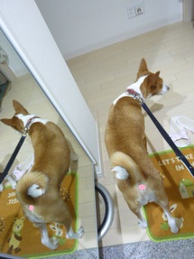 とりあえず、体調復活～。。