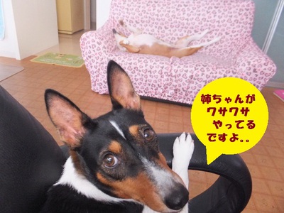 猫犬でウナギイヌ（笑）