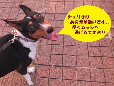 シュリの意外な苦手なもの！？