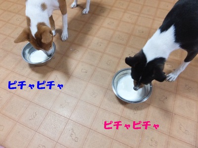はっちゃけてガウガウ（笑）