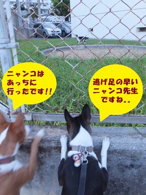 長い留守番、ご苦労さん。。