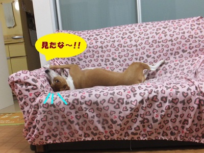 はっちゃけてガウガウ（笑）