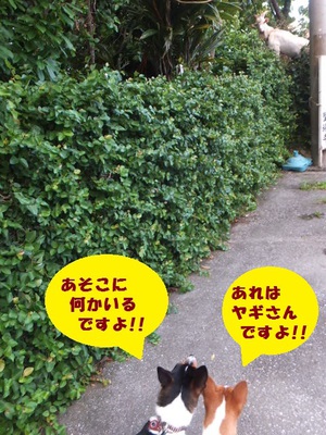 ヤギとの遭遇（＾＾）