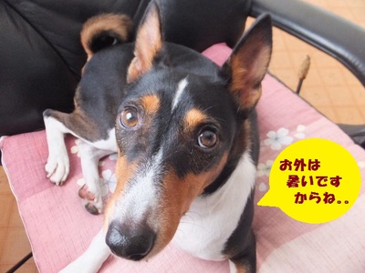 半年なんてあっという間（＾＾；