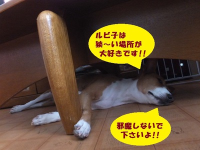 猫犬バセンジー。。
