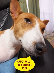 長いお留守番デー。。
