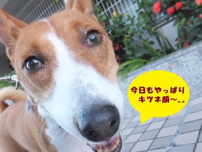 ニャンコとワンコの微妙な距離（笑）