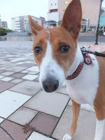大潮で高潮。。