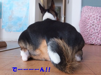 猫犬でウナギイヌ（笑）