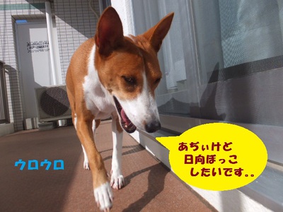 ベランダとしばしのお別れ～。。