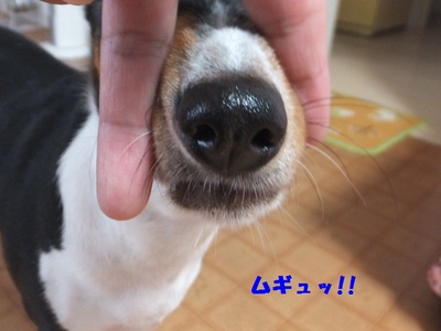 猫犬バセンジー。。