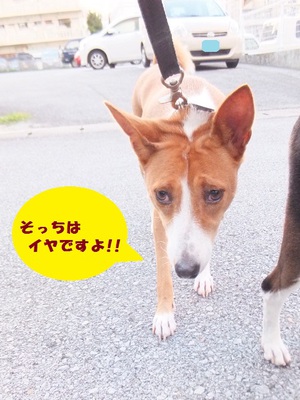 工事の音なんてへっちゃら。。