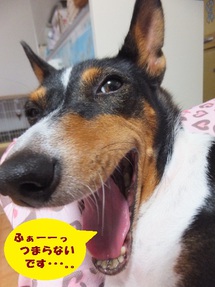 長いお留守番デー。。