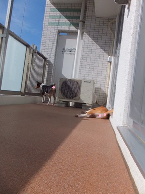 ベランダとしばしのお別れ～。。