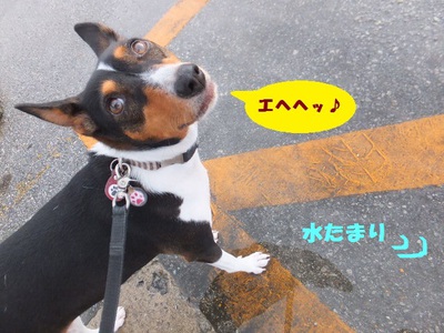 素っ気ないけど甘えん坊（笑）