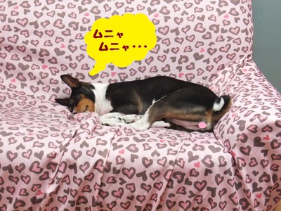 ナーベラー。。