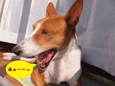 やっぱりね・・・。。