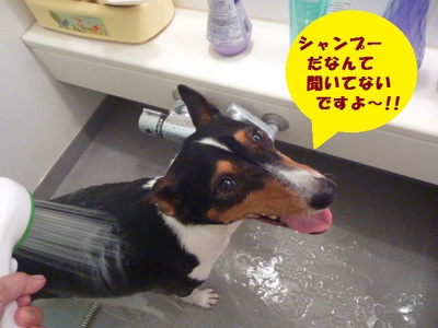シャンプーしてゴーヤーを食べる（笑）