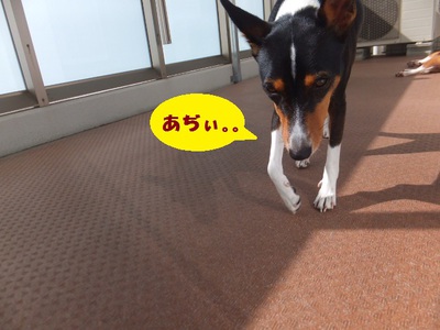 ベランダとしばしのお別れ～。。