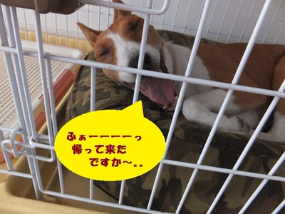 素っ気ないけど甘えん坊（笑）
