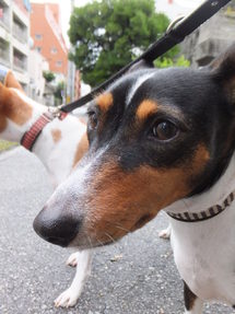 ワンって吠えないから（＾＾）