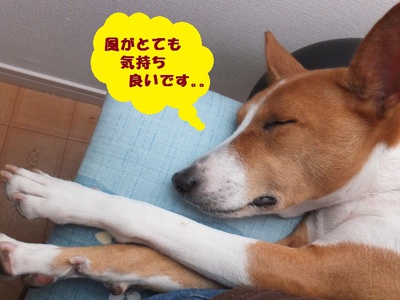 シュリの方が一枚上手（笑）