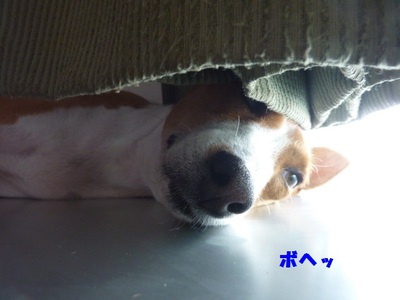 死ぬかと思った。。