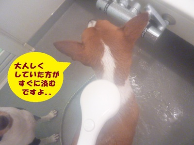 シャンプーしてゴーヤーを食べる（笑）