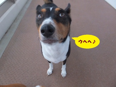 猫犬でウナギイヌ（笑）
