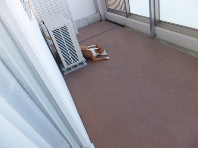 ベランダとしばしのお別れ～。。