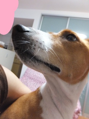 猫犬バセンジー。。