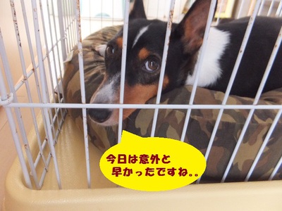 素っ気ないけど甘えん坊（笑）