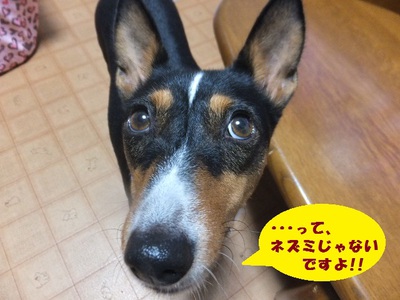 今度は・・・ネズミって（笑）