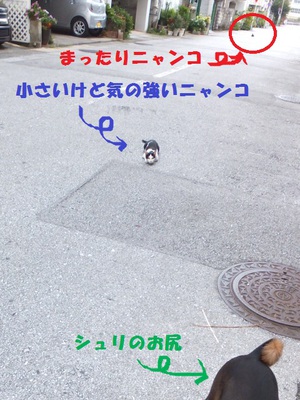 忍び寄るニャンコ。。