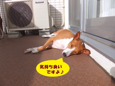 寂しがり屋で甘えん坊。。