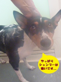 月一シャンプーでスッキリ！！
