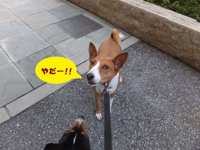 暑くなってくると。。