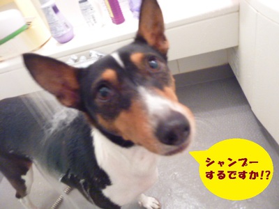 シャンプー。。