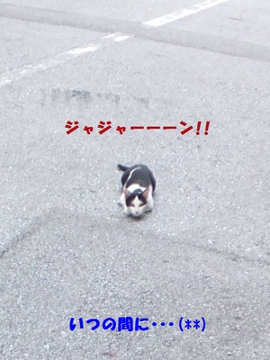 忍び寄るニャンコ。。