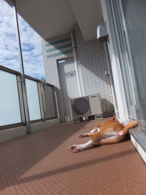 晴れたやんっ！！
