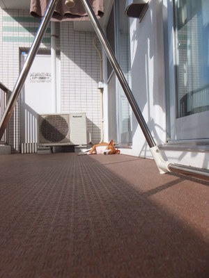 寂しがり屋で甘えん坊。。