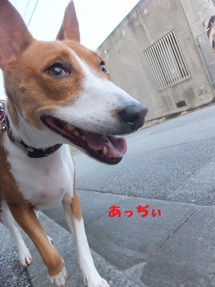 ニャンコロリン。。